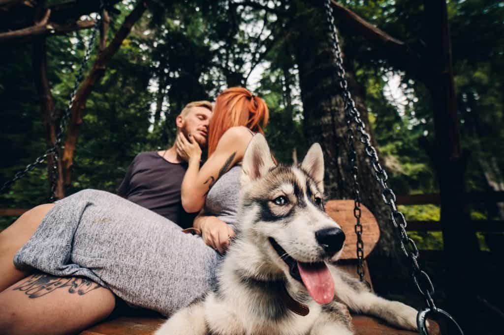 beautiful couple together with dog on a swing